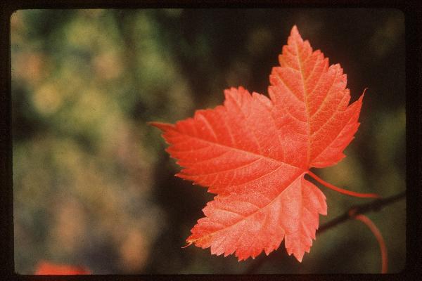 Photo of Acer glabrum by Royal BC Museum (Hugh Brock)