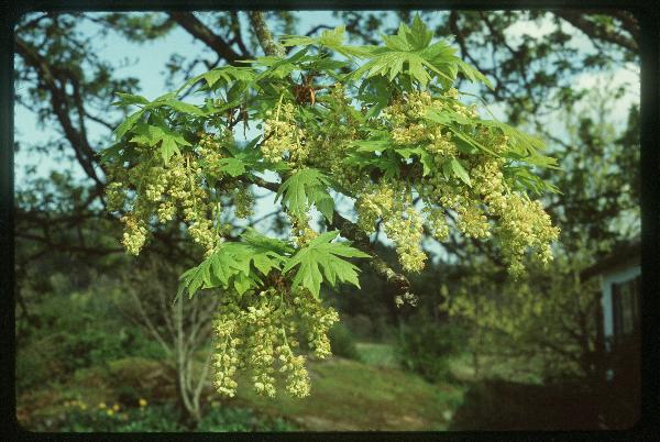 Photo of Acer macrophyllum by J.E. Underhill