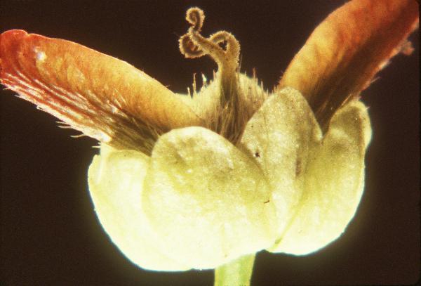 Photo of Acer macrophyllum by Royal BC Museum (W. Van Dieren)