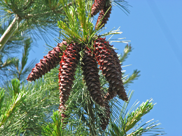 Photo of Pinus monticola by Jim Riley