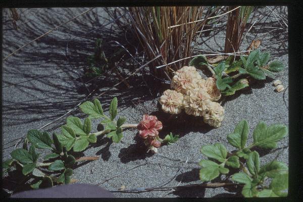 Photo of Glehnia littoralis ssp. leiocarpa by Royal BC Museum (Tom Armstrong)