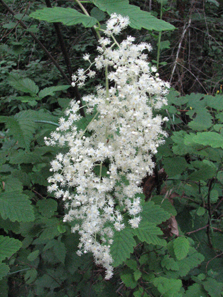 Photo of Holodiscus discolor var. discolor by Jim Riley