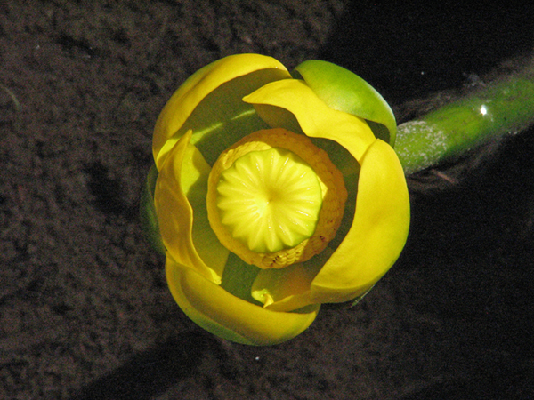 Photo of Nuphar polysepala by Jim Riley