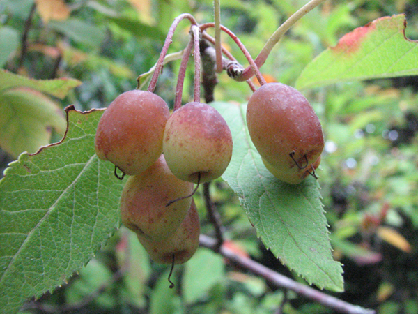 Photo of Malus fusca by Jim Riley