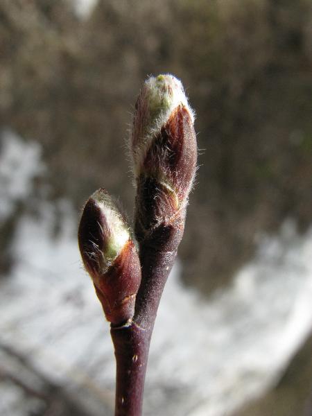 Photo of Amelanchier alnifolia by <a href="http://www.cicerosings.blogspot.com">Eileen Brown</a>