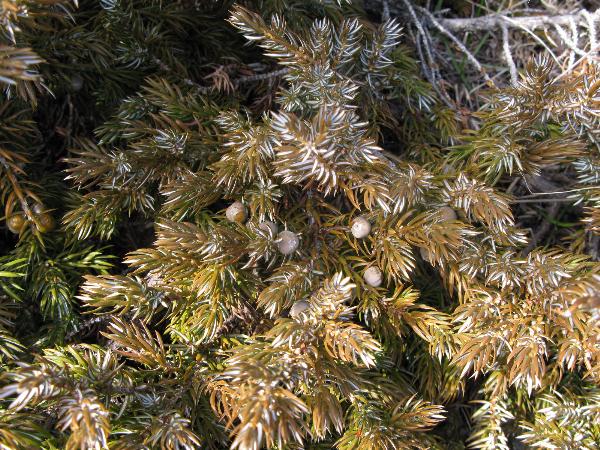 Photo of Juniperus communis by <a href="http://www.cicerosings.blogspot.com">Eileen Brown</a>
