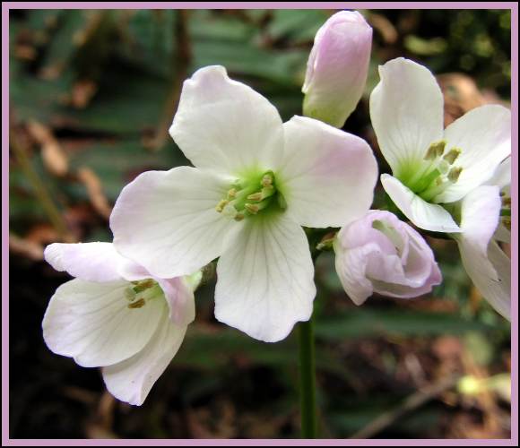 Photo of Cardamine nuttallii by <a href="http://www.bcimage.com">Gary Ansell</a>