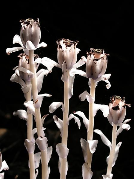 Photo of Monotropa uniflora by <a href="http://www.bcimage.com">Gary Ansell</a>