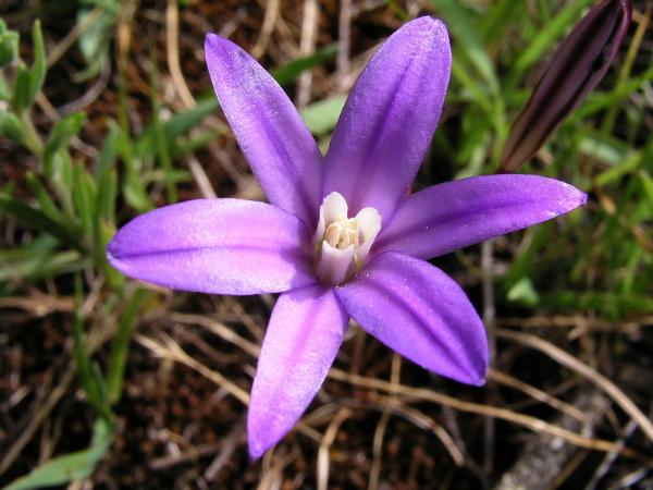 Photo of Brodiaea coronaria by <a href="http://www.bcimage.com">Gary Ansell</a>