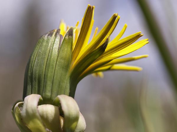 Photo of Taraxacum officinale by Rod Innes