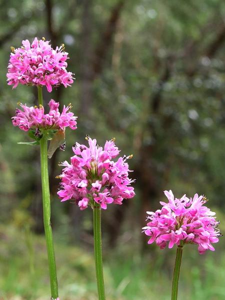 Photo of Plectritis congesta ssp. congesta by <a href="http://www.bcimage.com">Gary Ansell</a>
