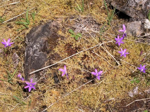 Photo of Brodiaea coronaria by <a href="http://www.bcimage.com">Gary Ansell</a>