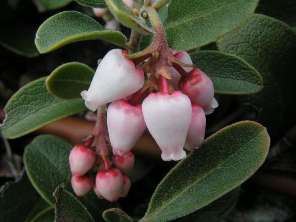 Photo of Arctostaphylos uva-ursi by <a href="http://www.bcimage.com">Gary Ansell</a>