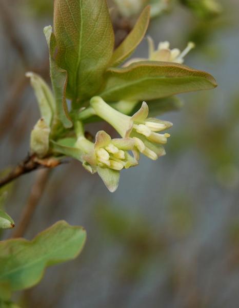 Photo of Lonicera utahensis by Mike Davy