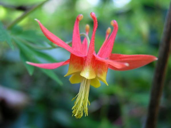 Photo of Aquilegia formosa by <a href="http://www.bcimage.com">Gary Ansell</a>