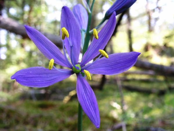 Photo of Camassia quamash by <a href="http://www.bcimage.com">Gary Ansell</a>
