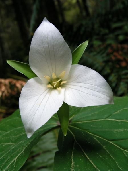 Photo of Trillium ovatum var. ovatum by <a href="http://www.bcimage.com">Gary Ansell</a>