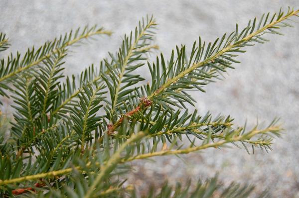 Photo of Taxus brevifolia by Mike Davy