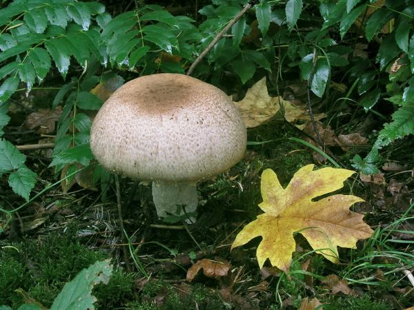 Photo of Agaricus augustus by <a href="http://www.bcimage.com">Gary Ansell</a>