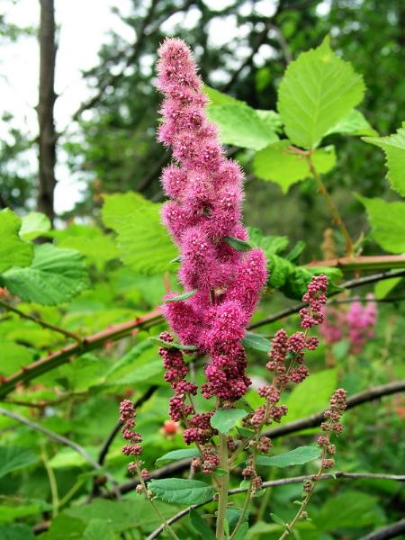 Photo of Spiraea douglasii by <a href="http://www.bcimage.com">Gary Ansell</a>