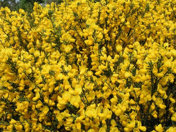 Photo of Cytisus scoparius by <a href="http://www.bcimage.com">Gary Ansell</a>