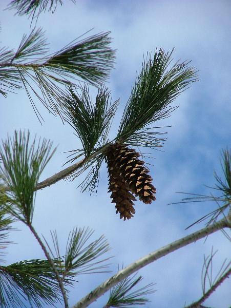 Photo of Pinus monticola by Jamie Fenneman
