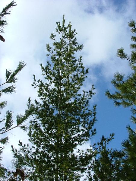Photo of Pinus monticola by Jamie Fenneman