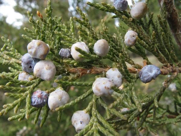 Photo of Juniperus scopulorum by <a href="http://www.cicerosings.blogspot.com">Eileen Brown</a>