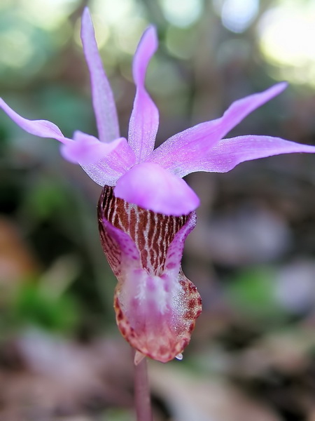 Photo of Calypso bulbosa var. occidentalis by <a href="http://www.bcimage.com">Gary Ansell</a>