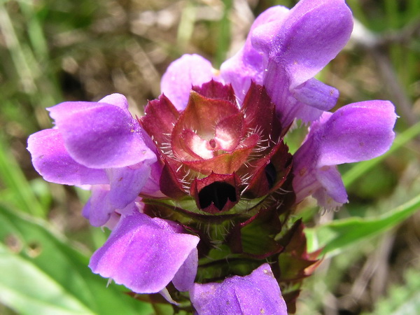 Photo of Prunella vulgaris ssp. lanceolata by <a href="http://www.bcimage.com">Gary Ansell</a>