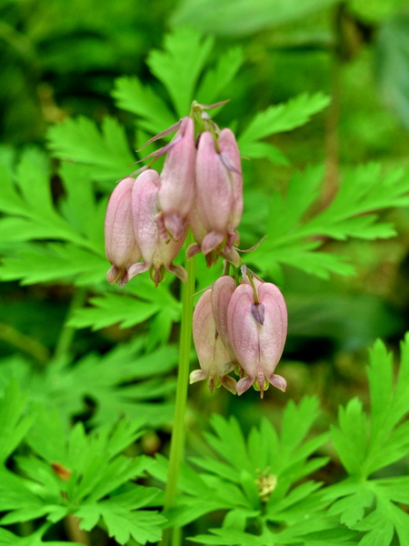 Photo of Dicentra formosa by <a href="http://www.bcimage.com">Gary Ansell</a>