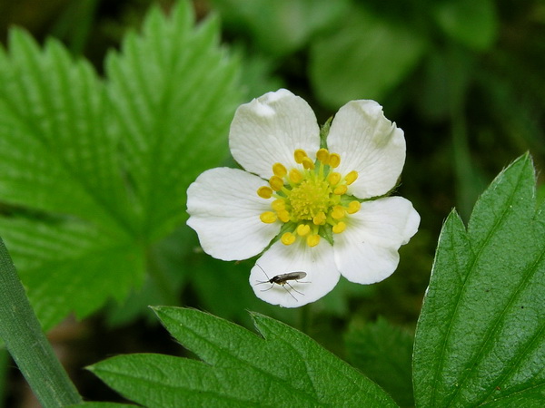 Photo of Fragaria vesca by <a href="http://www.bcimage.com">Gary Ansell</a>