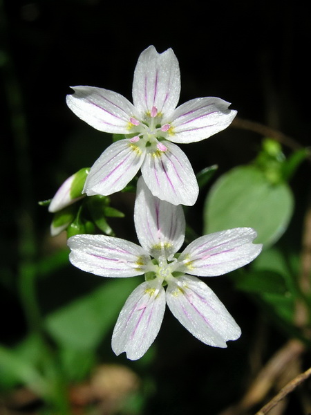Photo of Claytonia sibirica by <a href="http://www.bcimage.com">Gary Ansell</a>