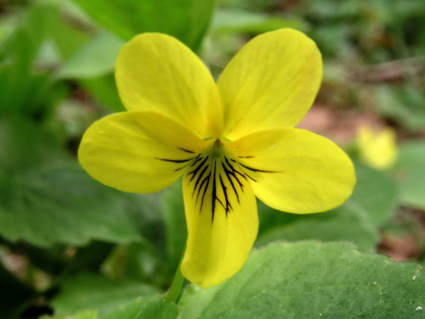 Photo of Viola glabella by <a href="http://www.bcimage.com">Gary Ansell</a>
