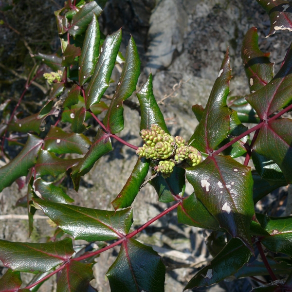Photo of Berberis aquifolium by Jeanne Ross