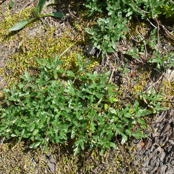 Photo of Eriophyllum lanatum var. leucophyllum by Jeanne Ross