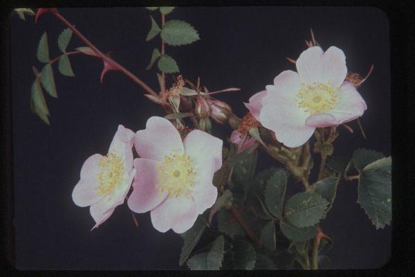 Photo of Rosa rubiginosa var. rubiginosa by Royal BC Museum (Tom Armstrong)