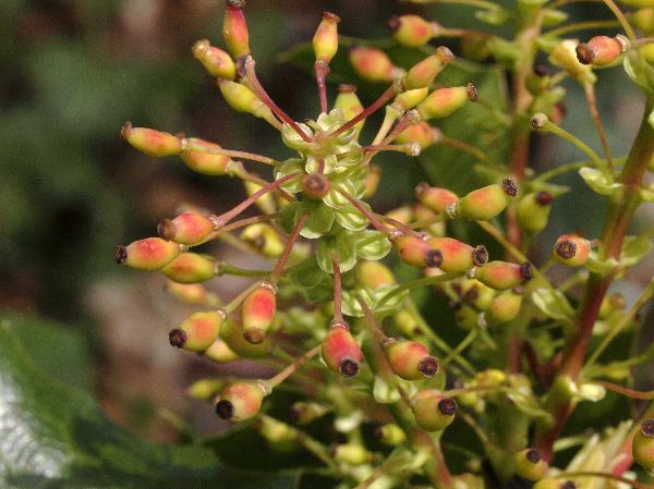 Photo of Berberis aquifolium by Rod Innes