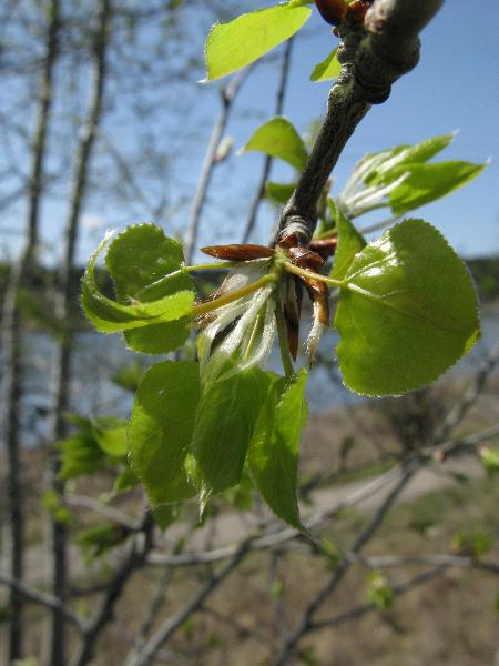 Photo of Populus tremuloides by <a href="http://www.cicerosings.blogspot.com">Eileen Brown</a>