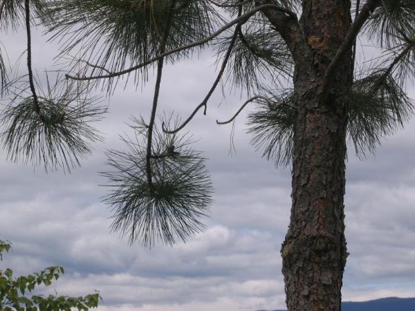 Photo of Pinus ponderosa by Rose Klinkenberg