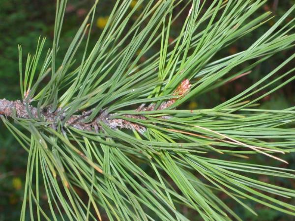 Photo of Pinus ponderosa by Rose Klinkenberg