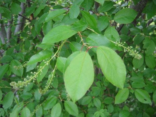 Photo of Prunus virginiana ssp. melanocarpa by Rose Klinkenberg