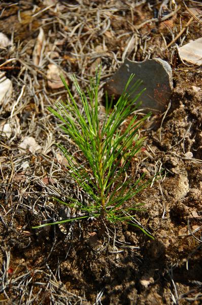 Photo of Pinus ponderosa by <a href="http://www.pbase.com/pheony
">Rachel Wiersma</a>