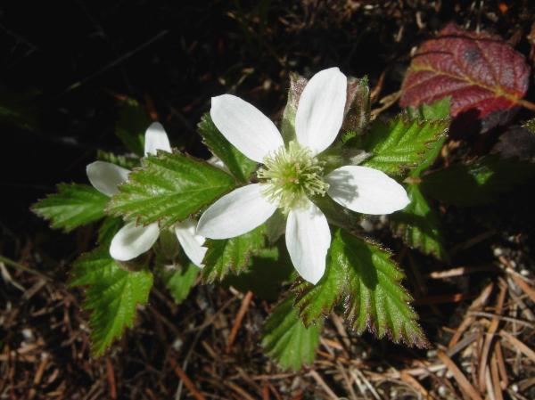 Photo of Rubus ursinus ssp. macropetalus by <a href="http://www.ece.ubc.ca/~ianc/">Ian Cumming</a>