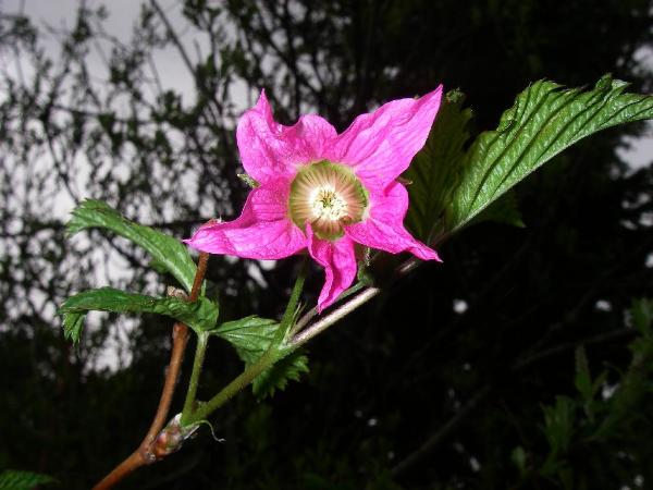 Photo of Rubus spectabilis by University of Alaska Biology  Class