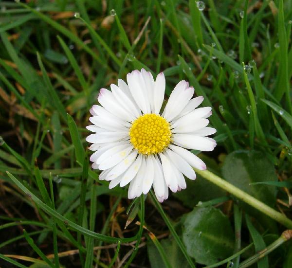 Photo of Bellis perennis by Kevin Newell