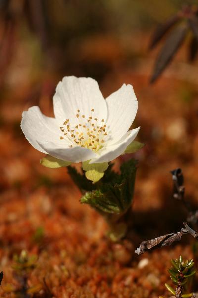 Photo of Rubus chamaemorus by Adolf Ceska