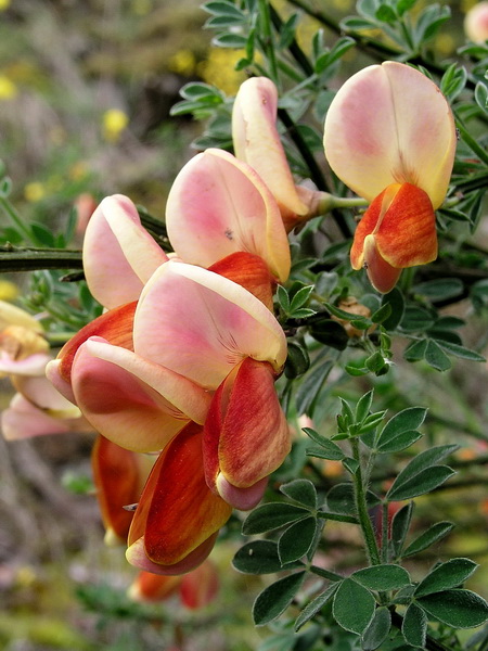 Photo of Cytisus scoparius by <a href="http://www.bcimage.com">Gary Ansell</a>
