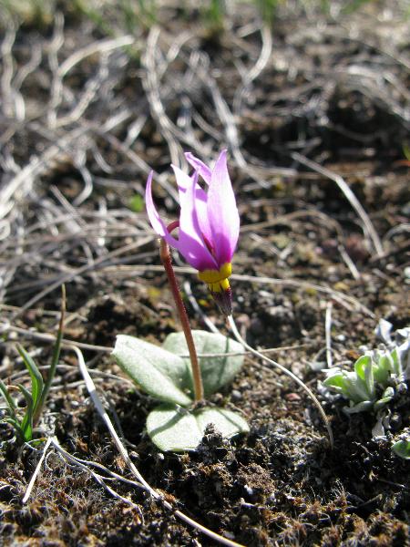 Photo of Dodecatheon conjugens by Nick Elderfield