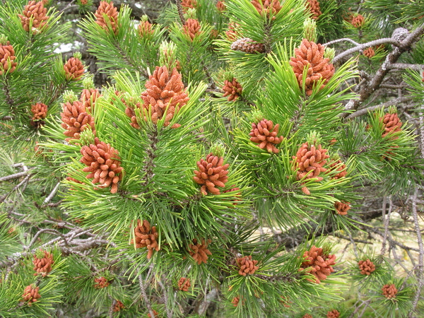 Photo of Pinus contorta var. contorta by <a href="http://www.bcimage.com">Gary Ansell</a>